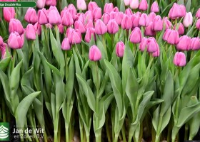 Tulipa Double You ® (2)